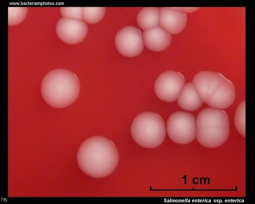 non-hemolytic colonies of salmonella